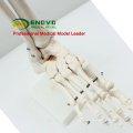 JOINT01 (12347) Medical Anatomy Human Life-Size Foot Joint Skeleton Anatomical Models